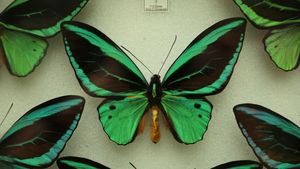 Insect Pinning: Butterflies