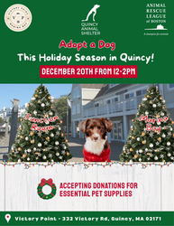 Adopt a Dog This Holiday Season in Quincy!