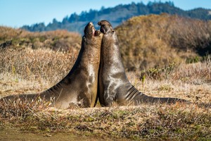 Seal Adventures at Año Nuevo State Park