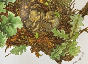 Nature Book and Look