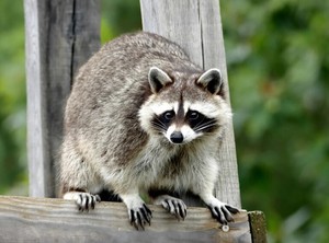 Preschool Explorers: Racing Raccoons