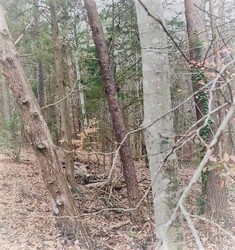 Nature Hike: Winter Tree ID