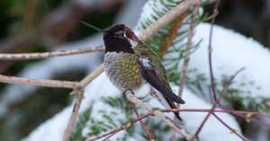 Wildlands Conservancy - Winter Birding Walk