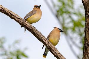 NJ Audubon: Sunday Afternoon Bird Walk