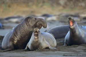 Seal Adventures at Ano Nuevo State Park - February 1, 2026