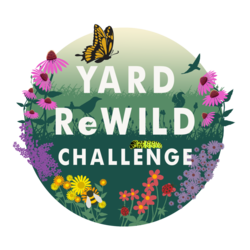 Yard ReWild Intro