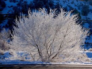 Intro to Winter Tree ID