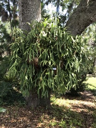 Introduction to Staghorn Ferns: A Garden Talk