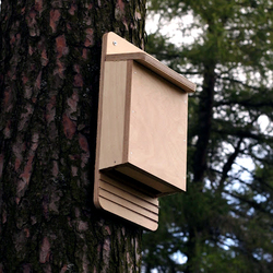 Build a Bat Box