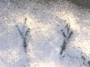 NJ Audubon: Animal Signs in Winter