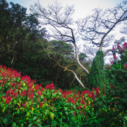 King Kamehameha IV & Princess Ruth Keʻelikōlani Birthday
