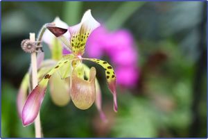Orchid Fest at the Botanical Gardens