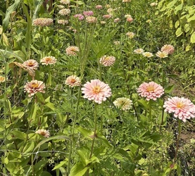 Flower Picking: Sunflowers, zinnias and more July 2026 eastern Connecticut