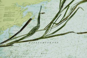 One Million Seeds, Countless Lessons: Preparing for Large-Scale Seagrass Restoration