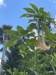 Garden Class: Introduction to Florida Gardening, Part II