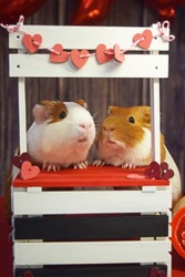 Kissing Booth Photo Fundraiser