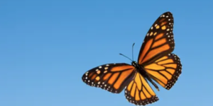 Suffering & Pain Spiritually Understood