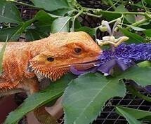 MAACM Family Day:  Things That Slither, Hop, Creep, and Crawl!