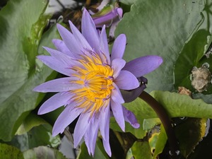 20th Annual Home Landscape and Garden Fair