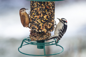 Bird Feeder-Watch Fridays at Greenwich Audubon