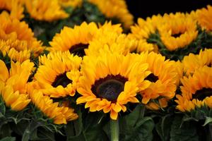 Philadelphia Flower Show Bus Trip
