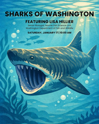 Sharks of Washington