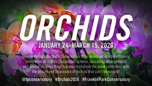 Orchids