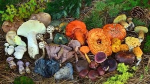 Fungi Fundamentals Part III: The Wood Wide Web (Online Event)