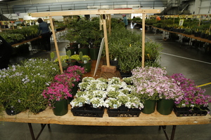 Perennial Plant Society Annual Plant Sale, Sat., April 11, Nashville. TN
