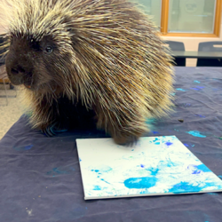 Animal Art Family Adventure