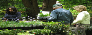 Botanical Gardens Spring Native Plant Sale