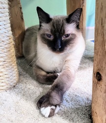 Fine Wines for Felines