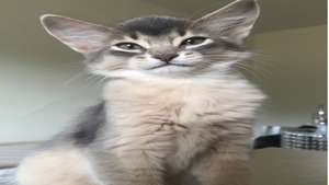 CFA CAT SHOW