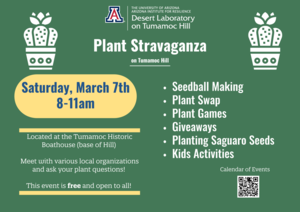 Plant Stravaganza on Tumamoc Hill