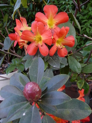 Find out about an Outstanding Type of Rhododendron Which Makes a Superb Container Plant
