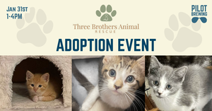 Kitten Cuddles for a Cause