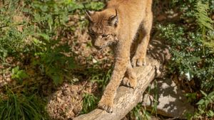 Call of the Carnivores