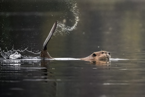 Photography Club of Davis