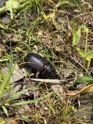 From Identification to Action: Hands-On Coconut Rhinoceros Beetle Lā Hoʻonaʻauao