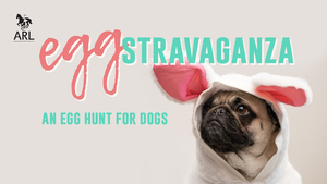 Eggstravaganza: An Egg Hunt for Dogs!