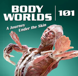 Body Worlds 101