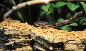 Meet the Animals: Super Serpents