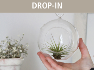 Air Plant Homes Drop-In