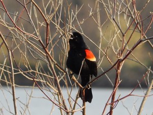 Wildlands Conservancy – Winter Birding Walk