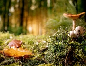 Nature Hike: Fairies