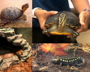 Mini Meet & Greet: Native Wildlife