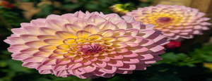 Brunswick in Bloom Garden Tour