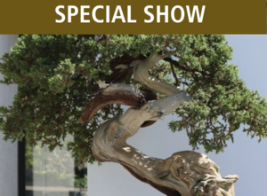 Iowa Bonsai Association Spring Show & Sale