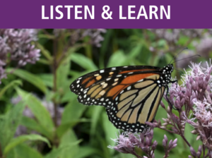 Planting for Pollinators