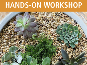 Succulent Dish Gardens